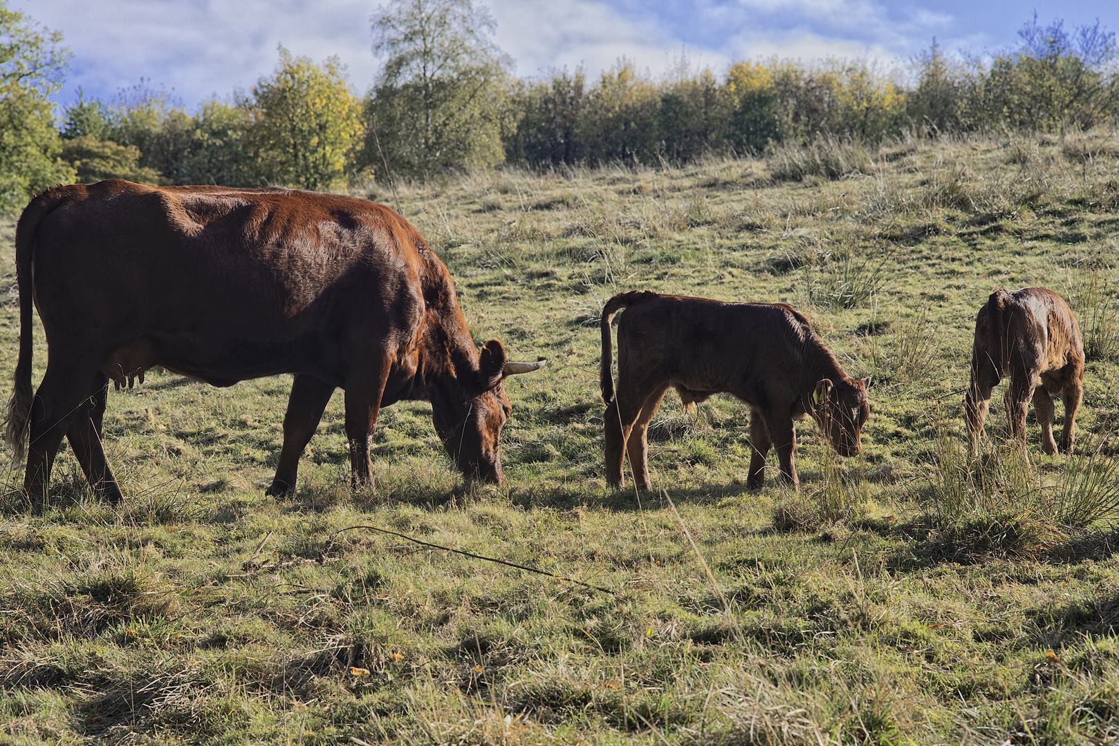 Sauerland Pastorale II