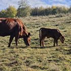 Sauerland Pastorale II