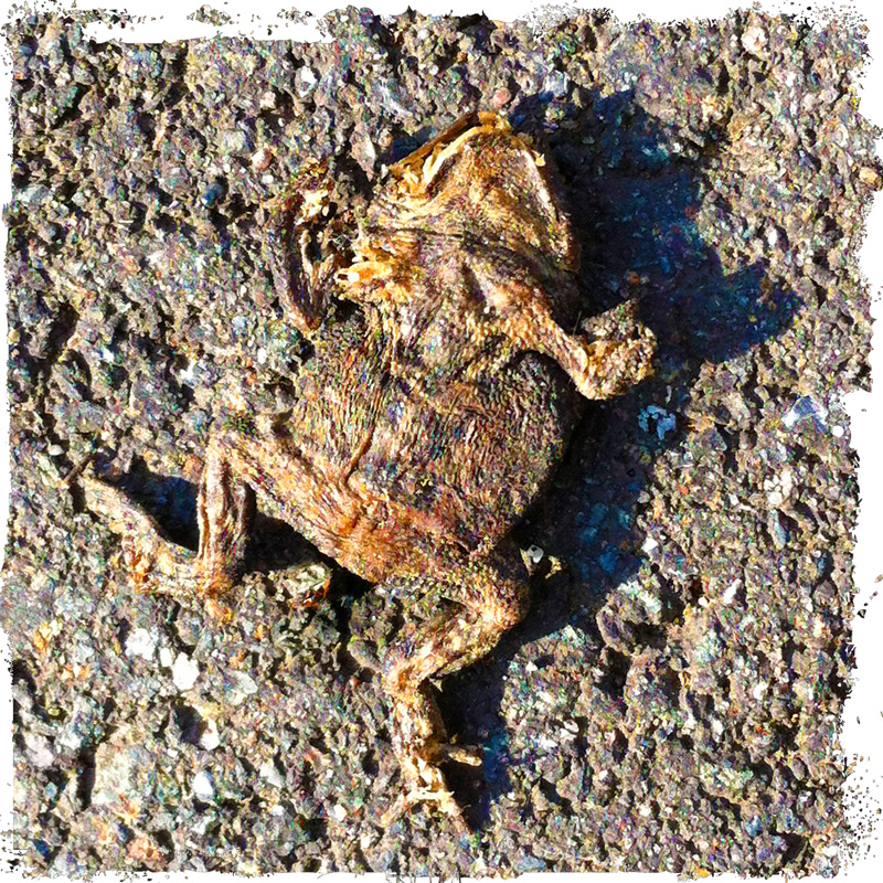 Sauerland Roadkill Kermit