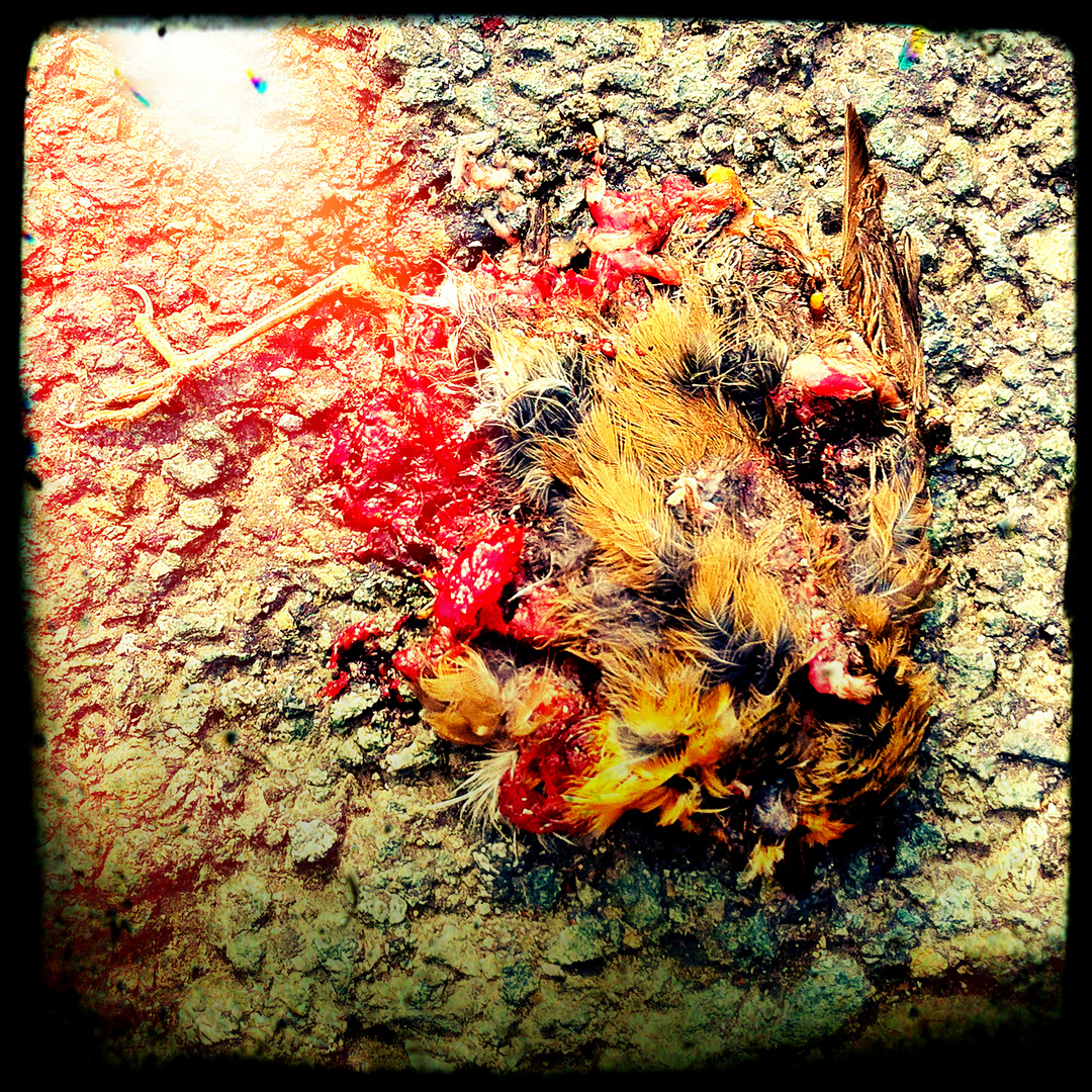 Sauerland Roadkill Vogel