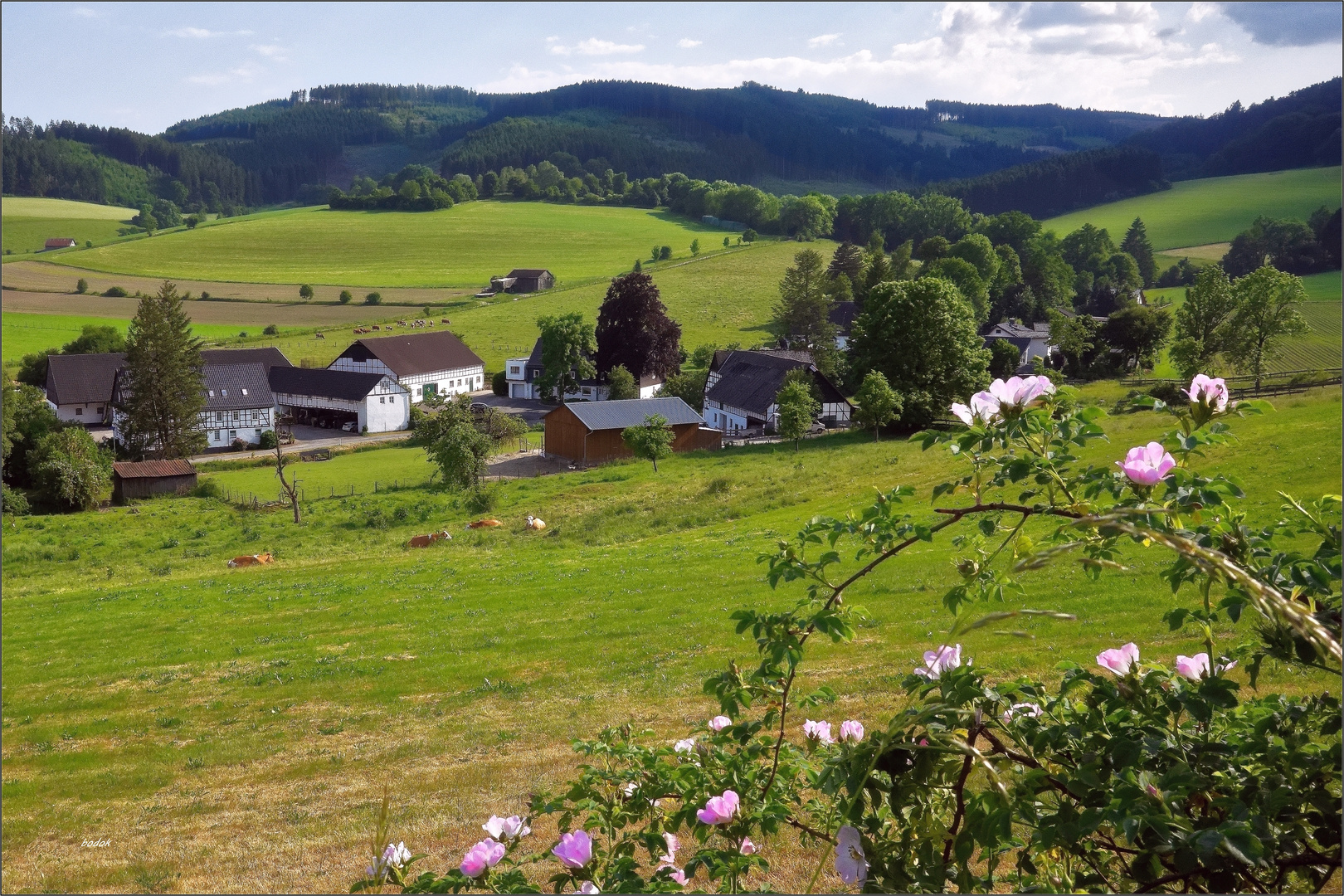 Sauerland – Was hier alles blüht!