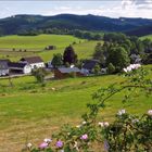 Sauerland – Was hier alles blüht!