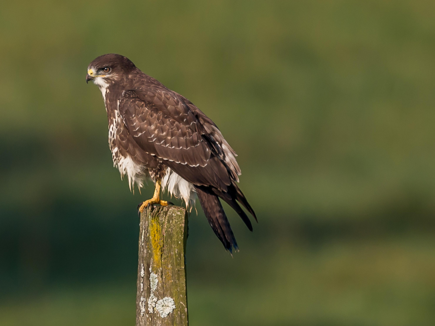 Sauerlandadler