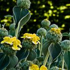 Sauge de Jérusalem  (Phlomis fruticosa)  --  Jerusalem Salbei  (Strauchbrandkraut) 