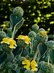 Sauge de Jérusalem  (Phlomis fruticosa)  --  Jerusalem Salbei  (Strauchbrandkraut) 