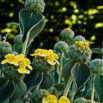 Sauge de Jérusalem  (Phlomis fruticosa)  --  Jerusalem Salbei  (Strauchbrandkraut) 