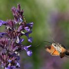 Saugend an der Blüten-Nahrung