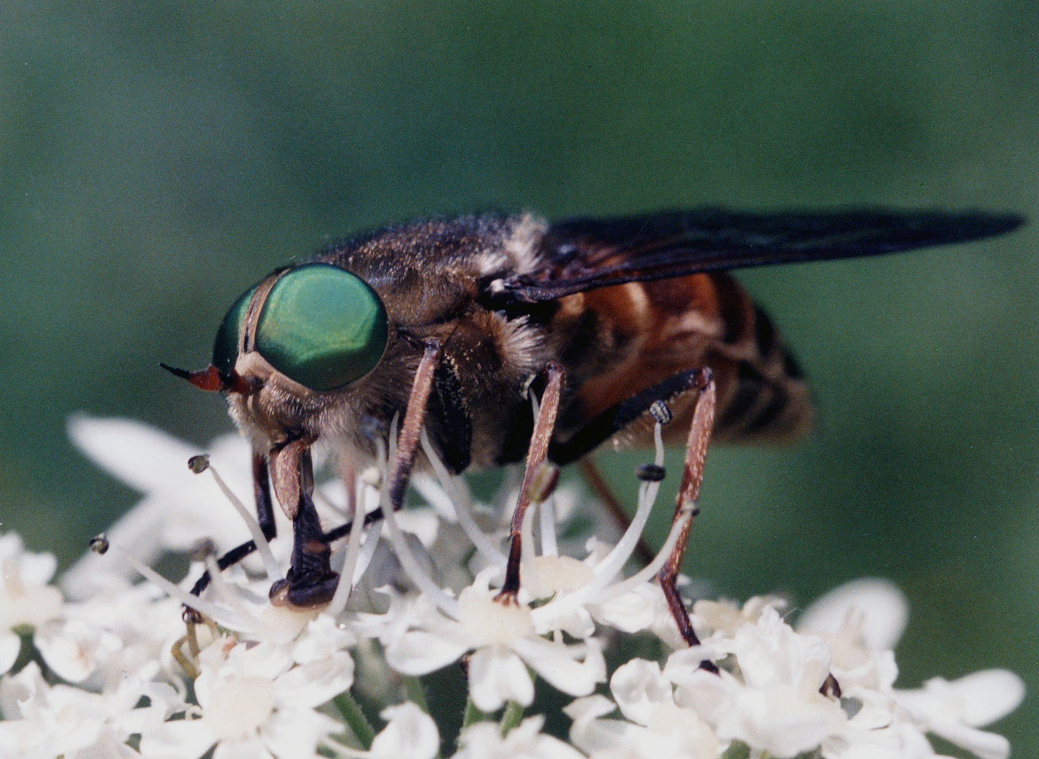 Saugende Fliege