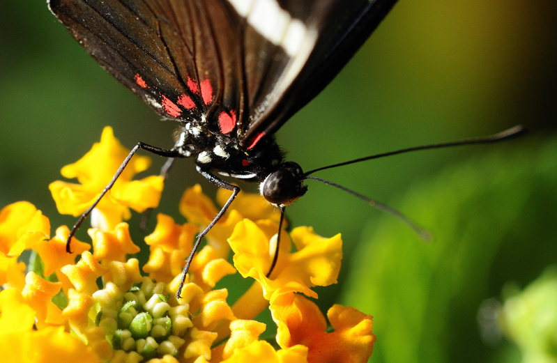 Saugender Schmetterling