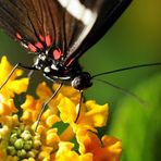 Saugender Schmetterling