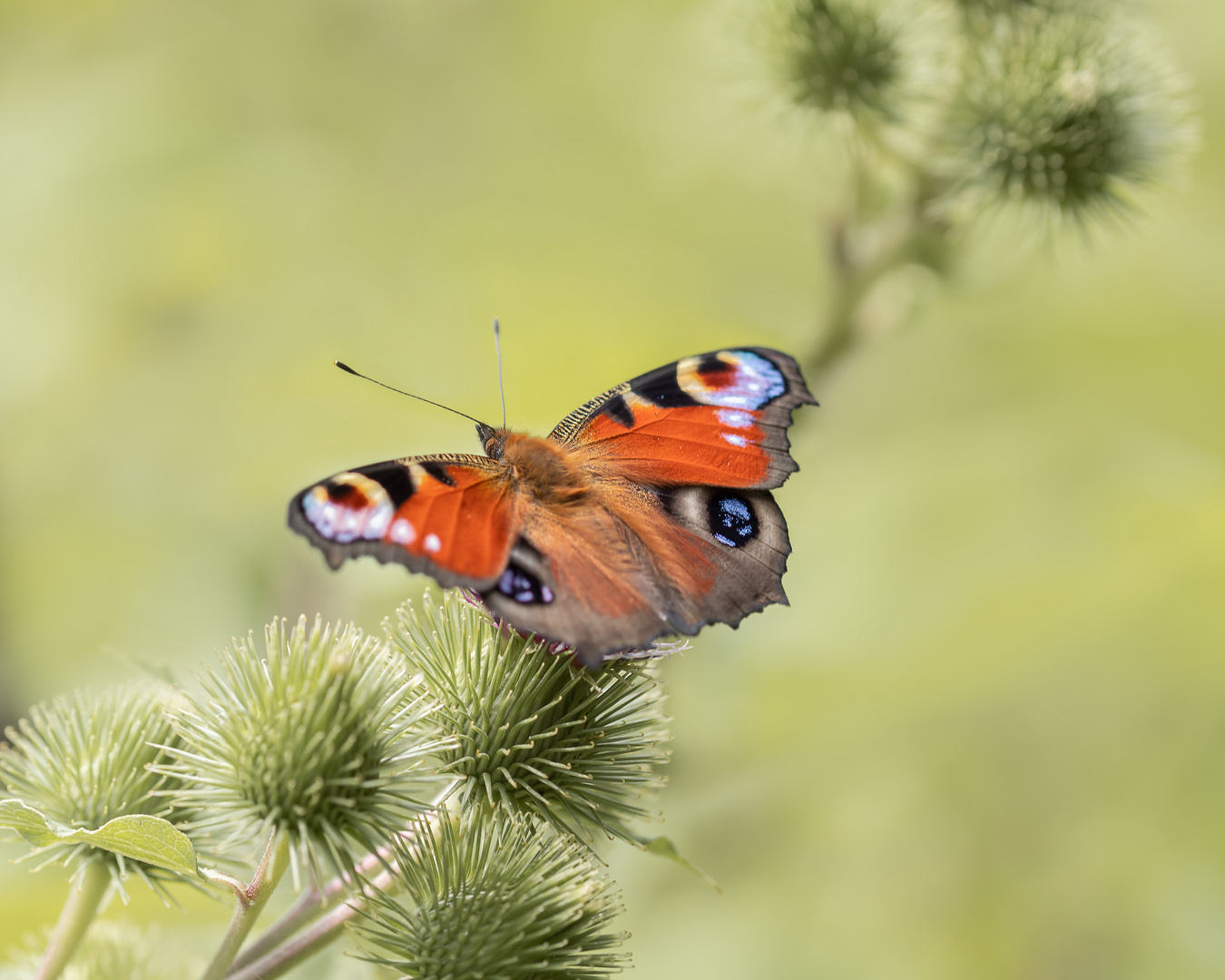 Saugendes Tagpfauenauge