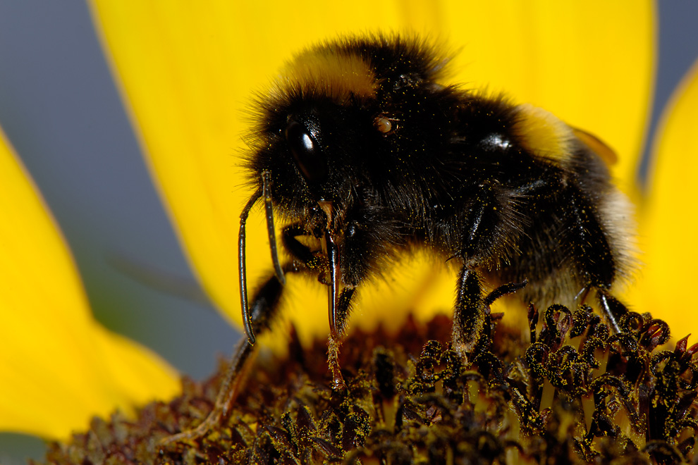 Sauger am Sauger: Hummel mit Zecke