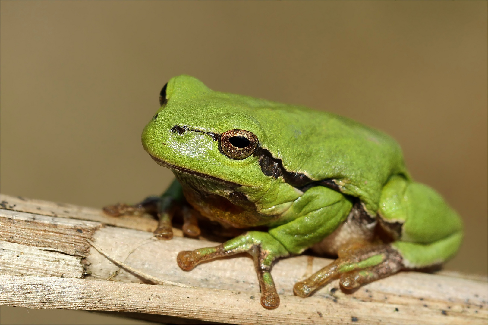 Saugnäpfchen.... - Laubfrosch - Foto &amp; Bild | tiere, wildlife ...