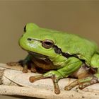 Saugnäpfchen.... - Laubfrosch -