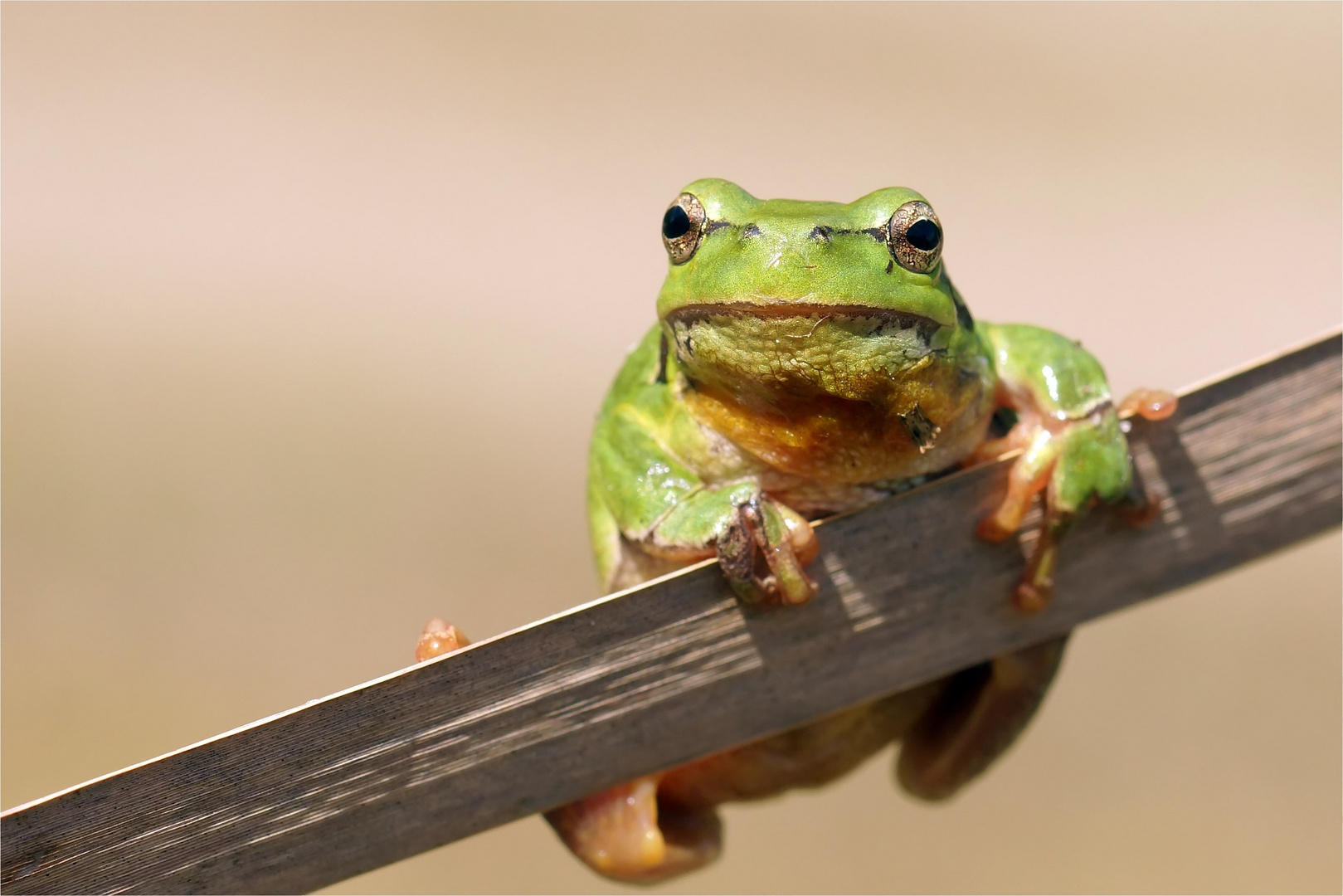 " Saugnäpfchen " Laubfrosch (Hyla arborea)