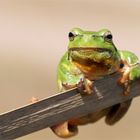 " Saugnäpfchen " Laubfrosch (Hyla arborea)