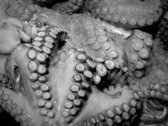 saugnäpfe auf eis...