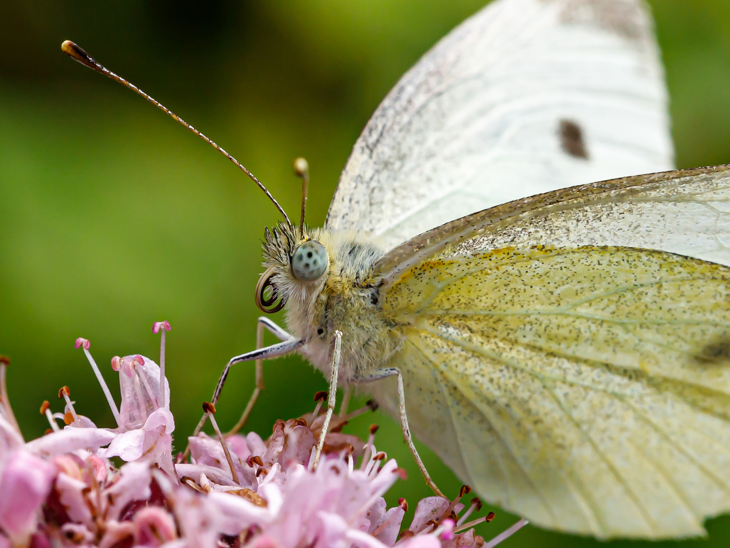 Saugrüssel und Augen eines Schmetterlings