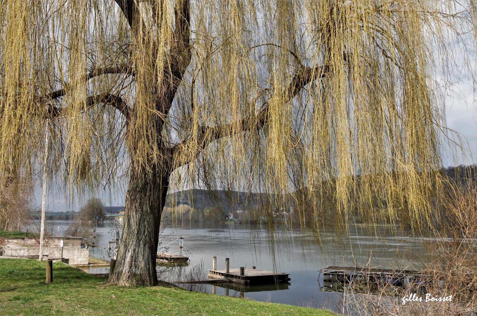 Saule en Seine...