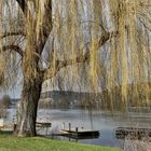 Saule en Seine...