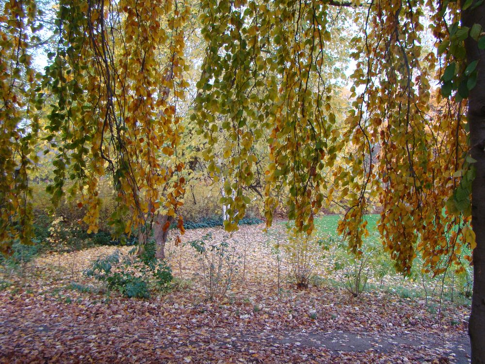 saule pleureur photo et image les saisons, automne, nature Images