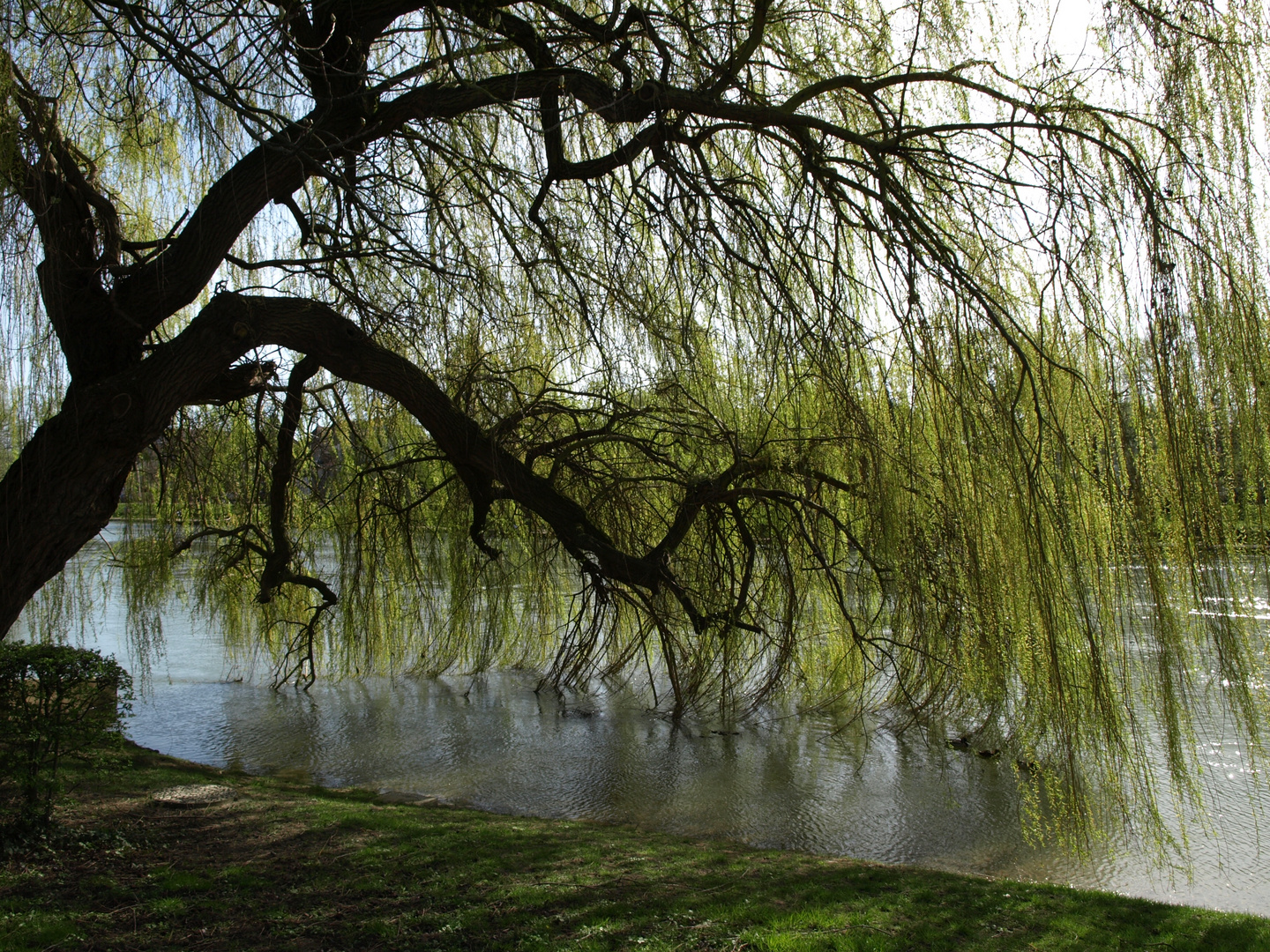 Saule renaissant