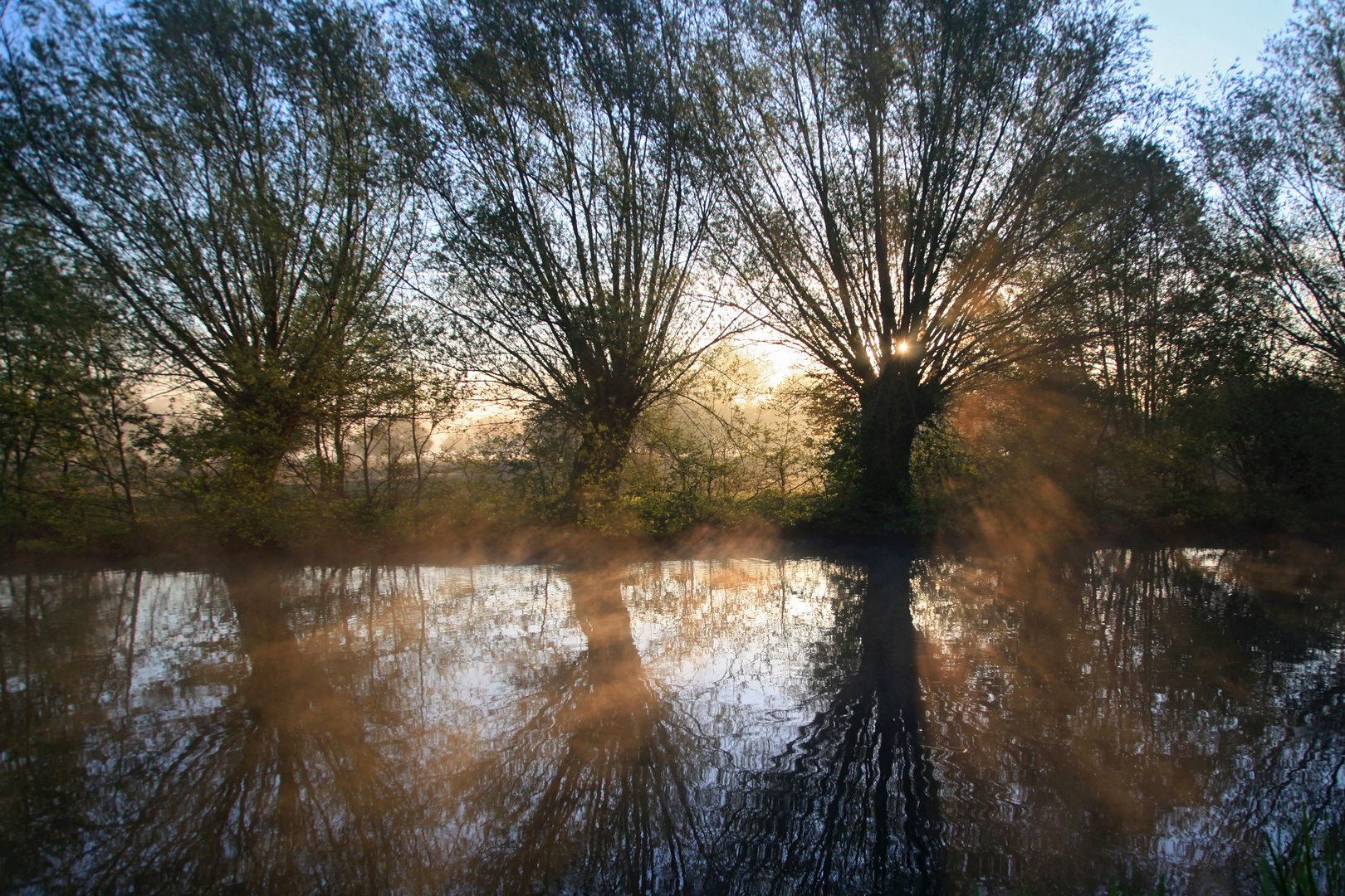 Saules dans la brume