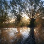 Saules dans la brume