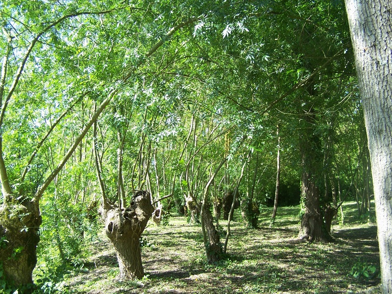 Saules têtards dans le Marais Poitevin