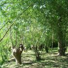Saules têtards dans le Marais Poitevin