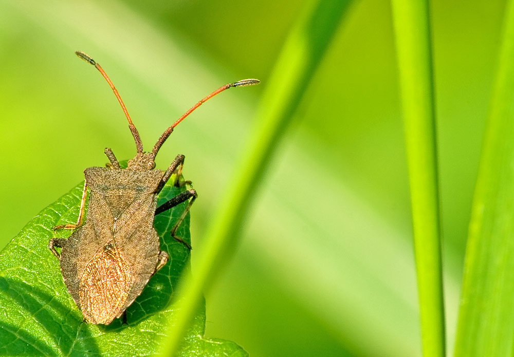 Saumwanze im Sonnenschein