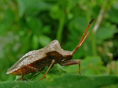 Saumwanze oder Lederwanze (Coreus marginatus) - eine häufige Art.