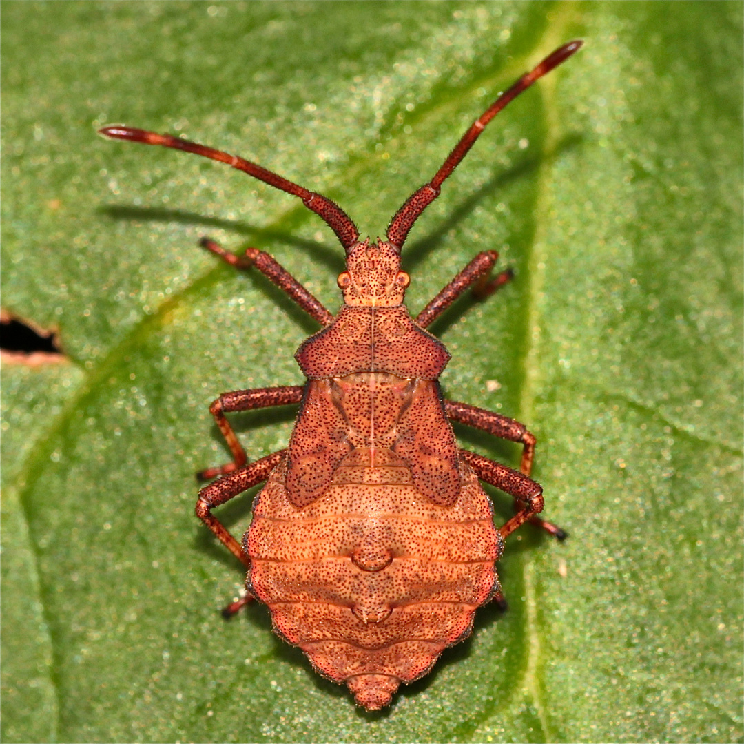 SAUMWANZE(COREUS.MARGINATUS),Larve-...