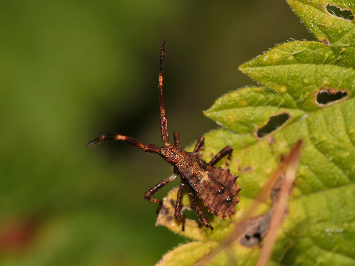 Saumwanzen-Junglarve(Coreus.marginatus)