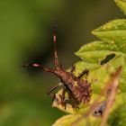 Saumwanzen-Junglarve(Coreus.marginatus)