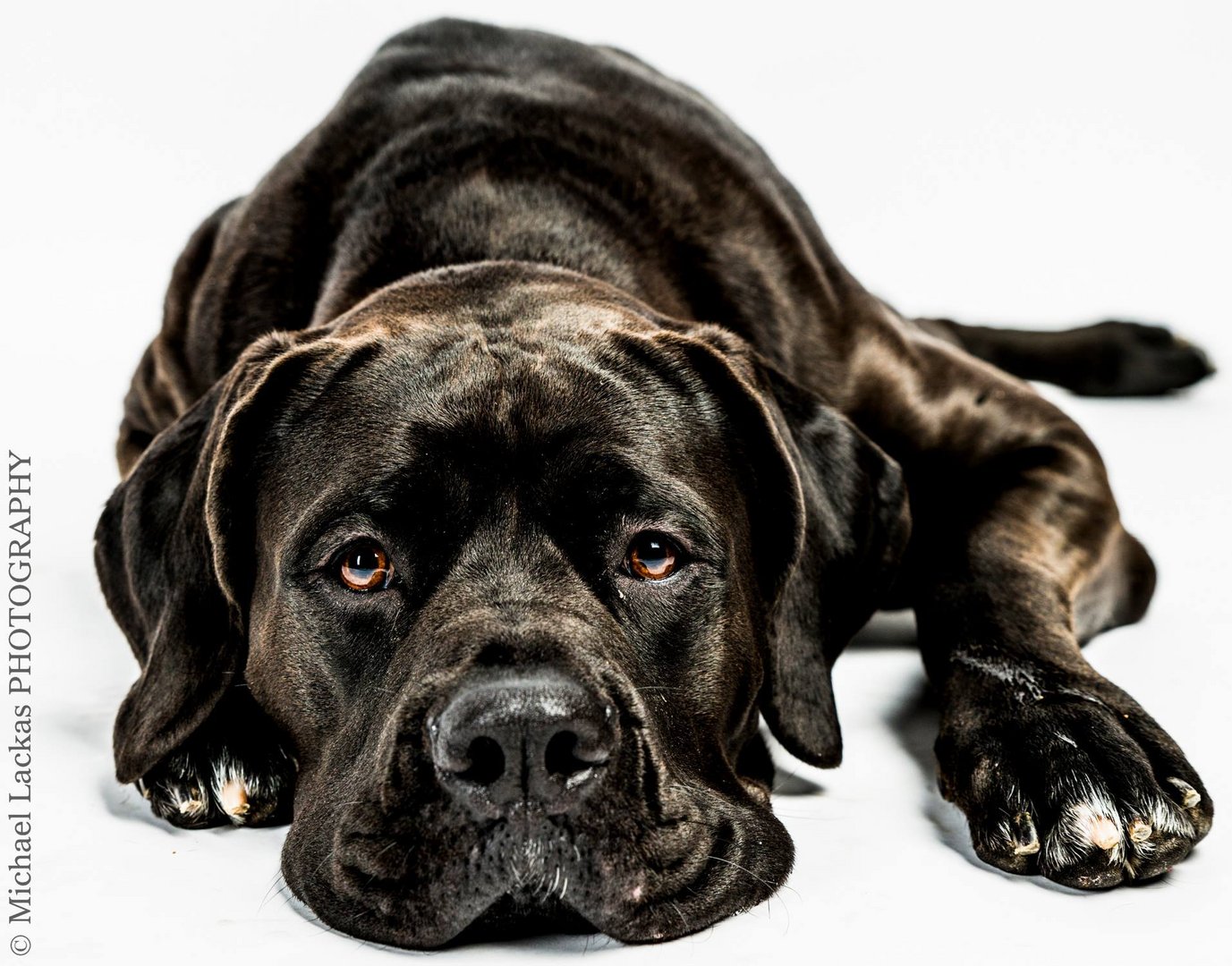 Saupacker Foto &amp; Bild tiere, haustiere, hunde Bilder auf