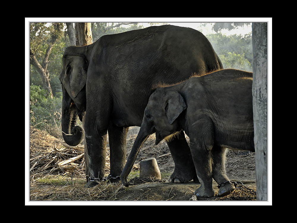 Sauraha-Chitwan 29