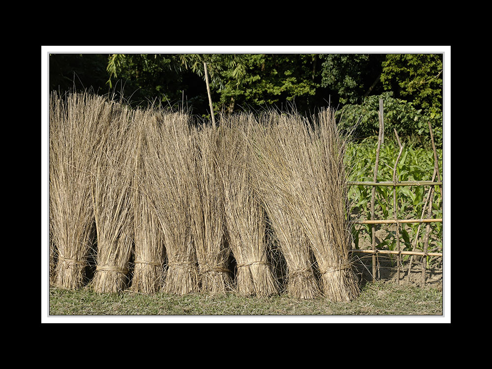 Sauraha-Chitwan 42