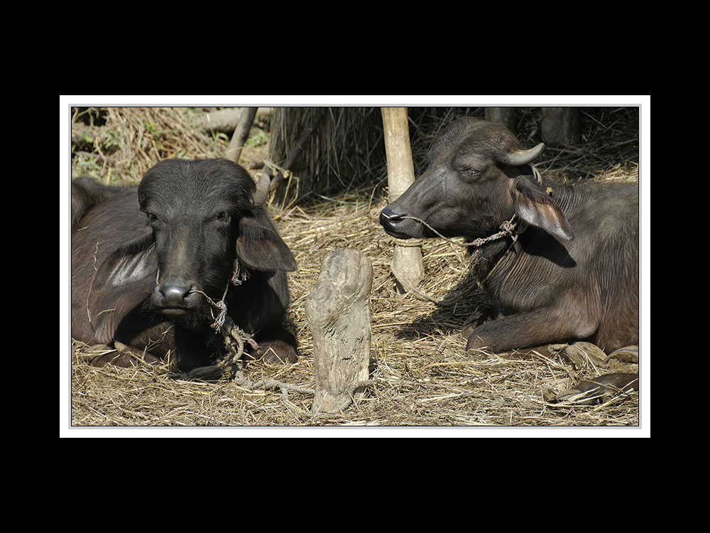 Sauraha-Chitwan 46