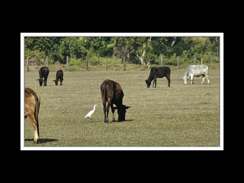 Sauraha-Chitwan 52