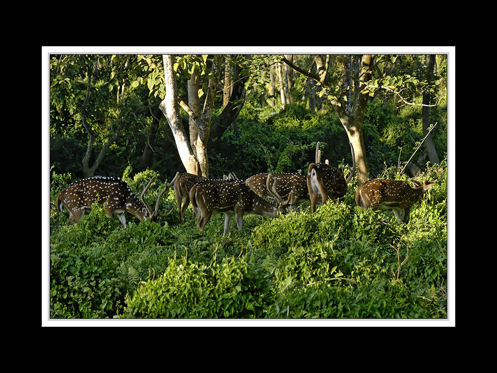 Sauraha-Chitwan 56