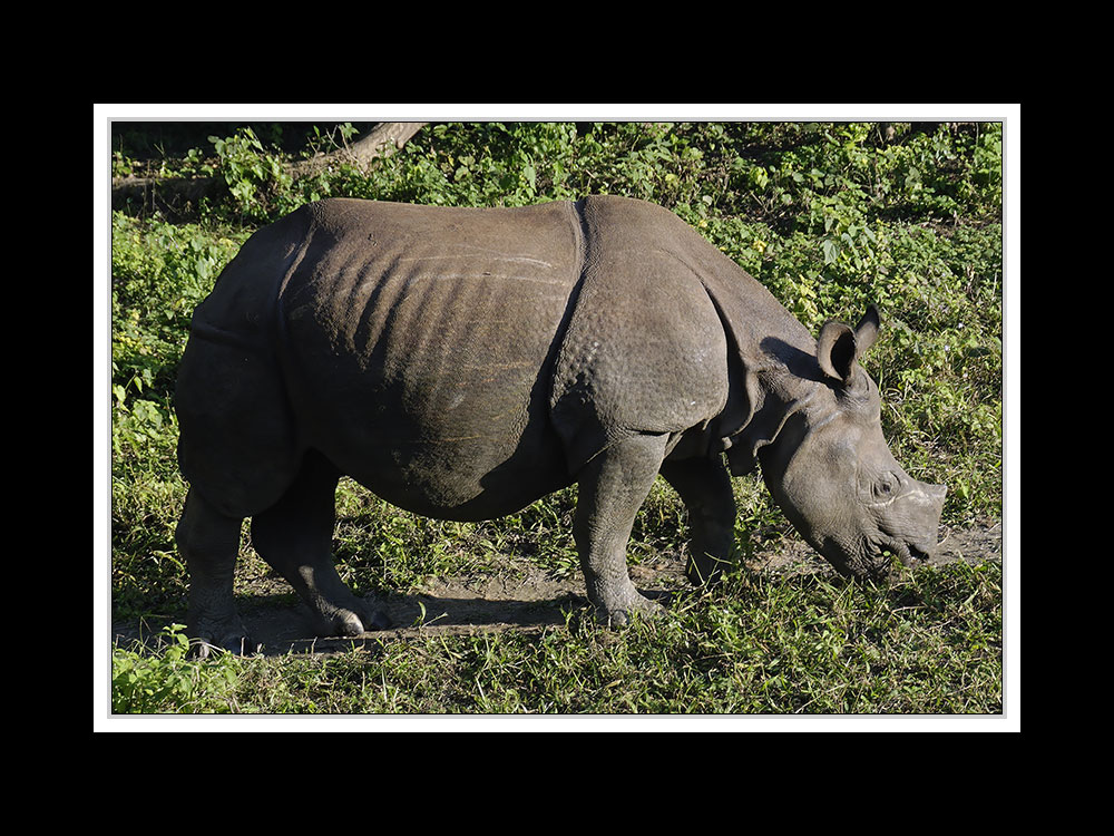 Sauraha-Chitwan 58