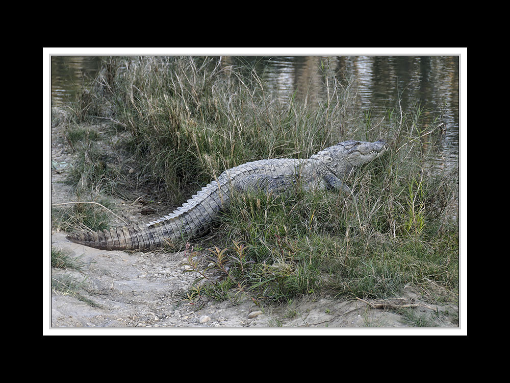 Sauraha-Chitwan 60