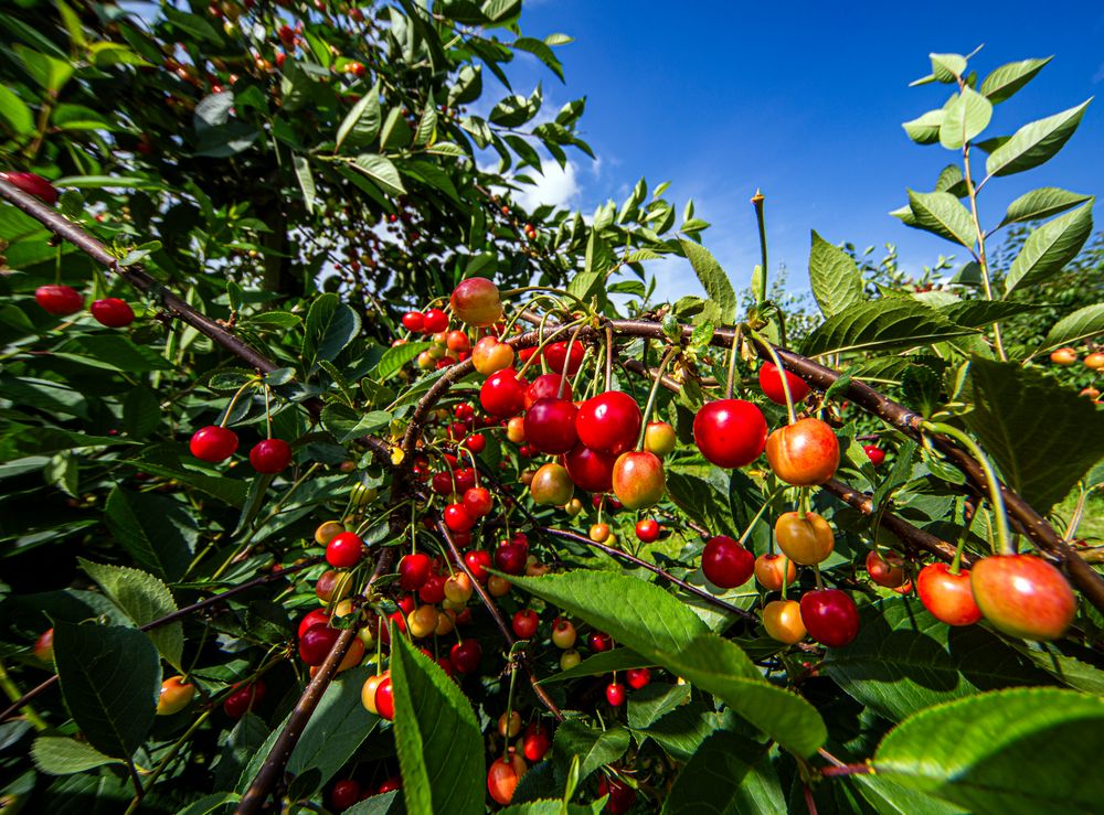 Saures gefällig? Foto &amp; Bild | pflanzen, pilze &amp; flechten, bäume ...