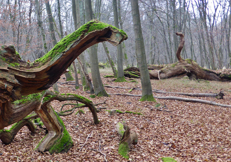 Saurier im Wald?