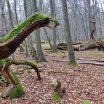 Saurier im Wald?