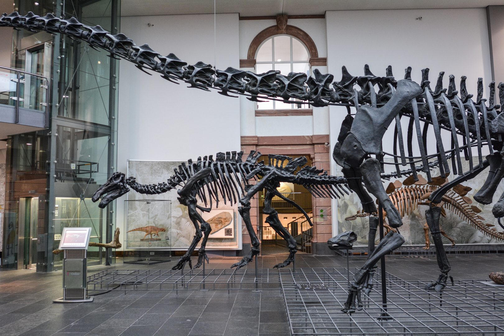 Saurier in der Großen Halle des Senckenberg-Museums