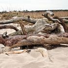 Saurierskelett am Weststrand