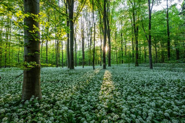 Sauron im Bärlauchwald
