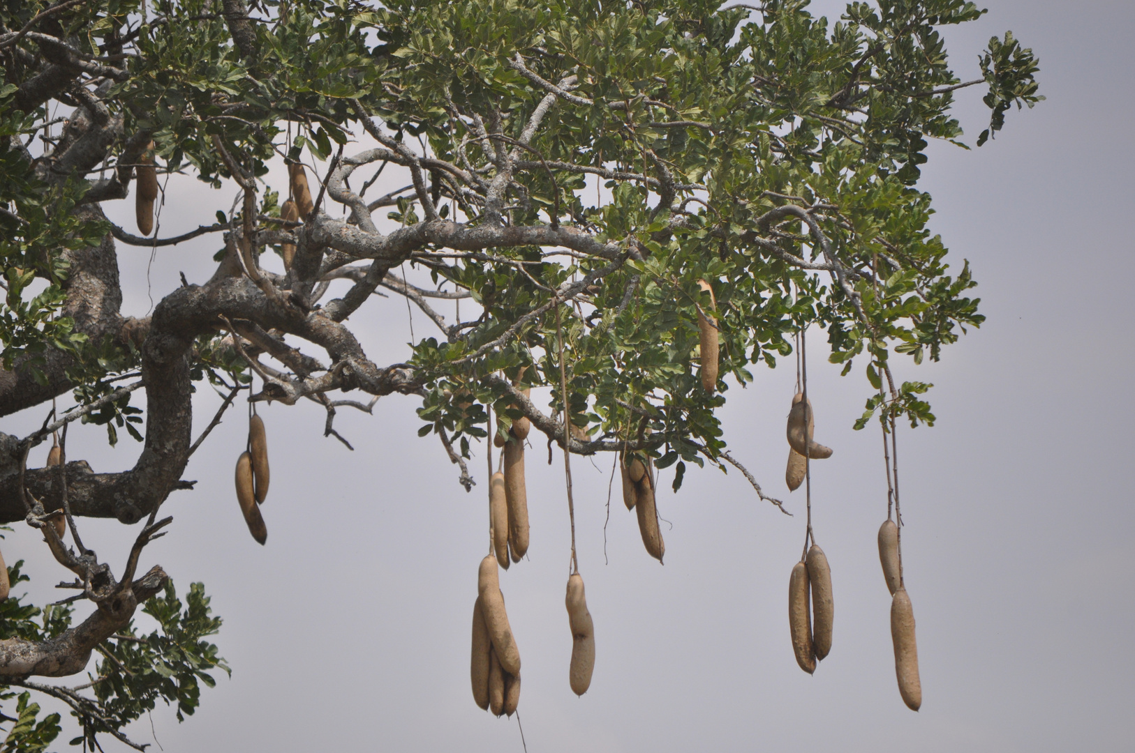 sausage tree